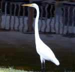 Zilverreiger